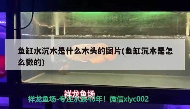 鱼缸水沉木是什么木头的图片(鱼缸沉木是怎么做的) 黑金魟鱼