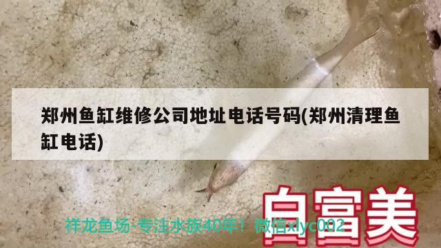 郑州鱼缸维修公司地址电话号码(郑州清理鱼缸电话) 过背金龙鱼