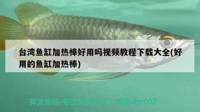 台湾鱼缸加热棒好用吗视频教程下载大全(好用的鱼缸加热棒) 黄金斑马鱼