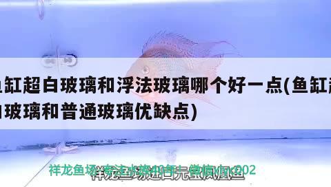 鱼缸超白玻璃和浮法玻璃哪个好一点(鱼缸超白玻璃和普通玻璃优缺点)