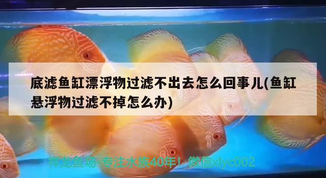 底滤鱼缸漂浮物过滤不出去怎么回事儿(鱼缸悬浮物过滤不掉怎么办) iwish爱唯希品牌鱼缸