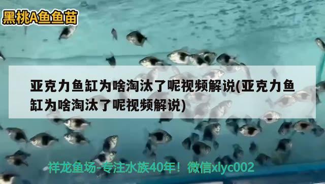 亚克力鱼缸为啥淘汰了呢视频解说(亚克力鱼缸为啥淘汰了呢视频解说) 三色锦鲤鱼