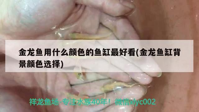 金龙鱼用什么颜色的鱼缸最好看(金龙鱼缸背景颜色选择) 白子银龙苗（黄化银龙苗）