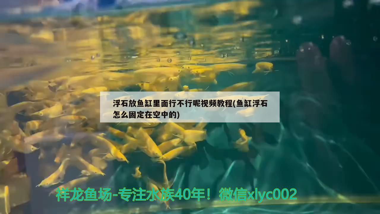 浮石放鱼缸里面行不行呢视频教程(鱼缸浮石怎么固定在空中的) 刀鱼鱼
