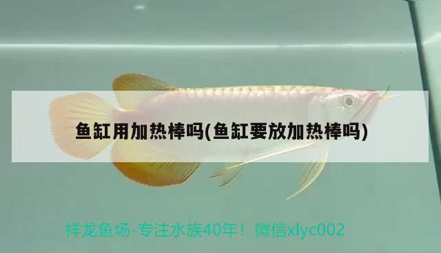 鱼缸用加热棒吗(鱼缸要放加热棒吗) 广州水族批发市场