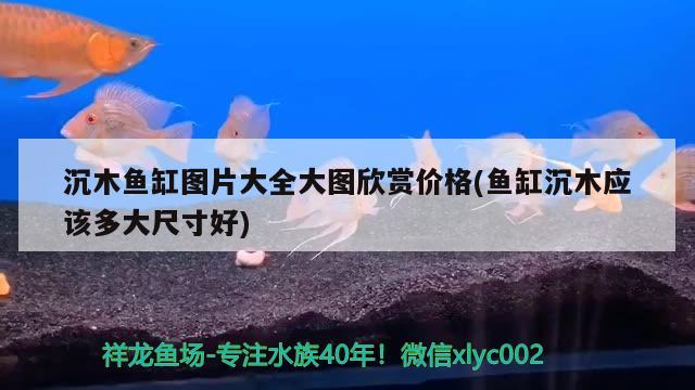 沉木鱼缸图片大全大图欣赏价格(鱼缸沉木应该多大尺寸好) 金三间鱼