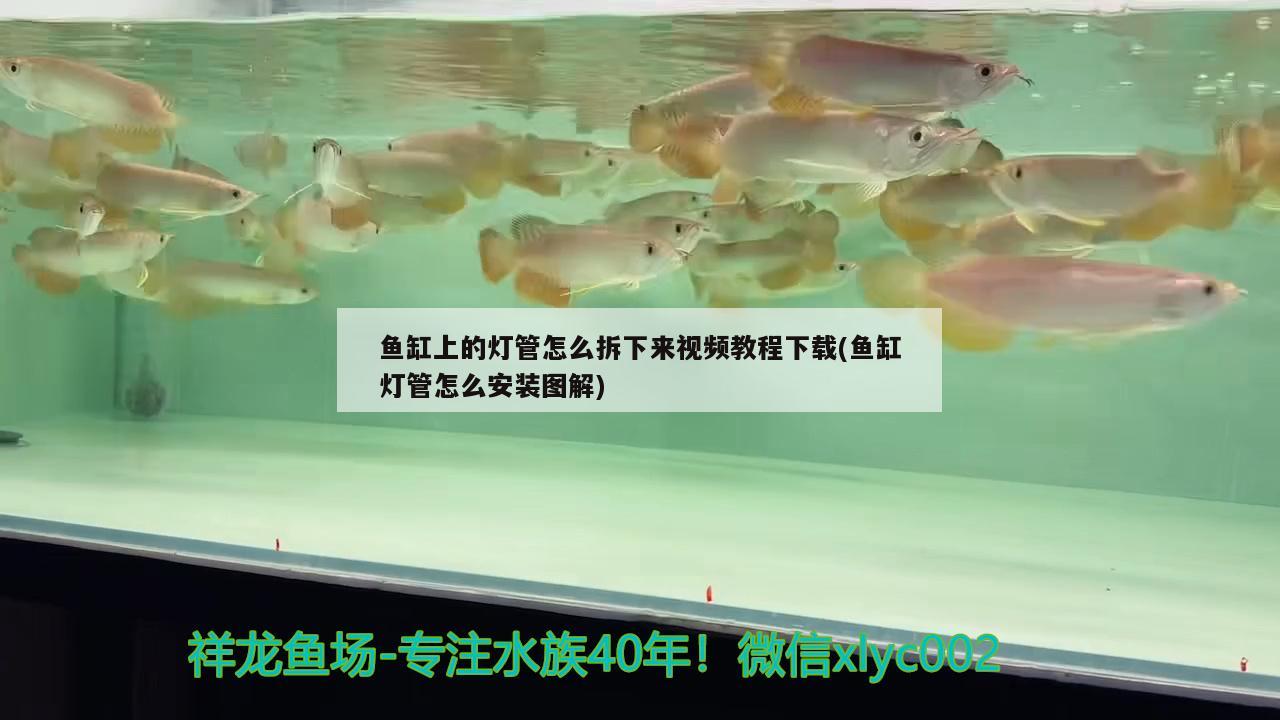 鱼缸上的灯管怎么拆下来视频教程下载(鱼缸灯管怎么安装图解) 黄金斑马鱼