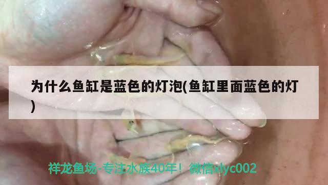 为什么鱼缸是蓝色的灯泡(鱼缸里面蓝色的灯)