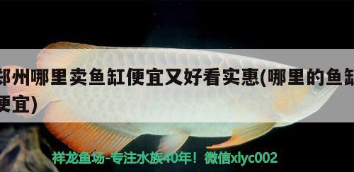 郑州哪里卖鱼缸便宜又好看实惠(哪里的鱼缸便宜) 水族维护服务（上门）