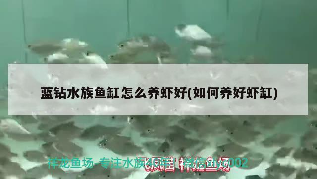 蓝钻水族鱼缸怎么养虾好(如何养好虾缸) 印尼小红龙