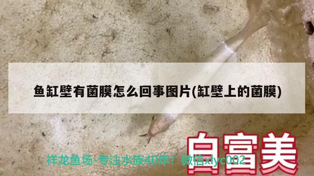 鱼缸壁有菌膜怎么回事图片(缸壁上的菌膜) 黑影道人鱼