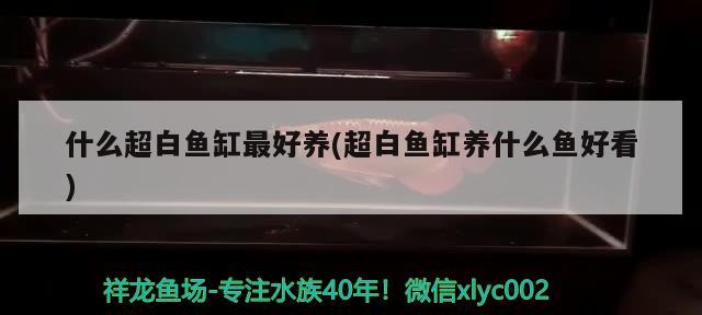 什么超白鱼缸最好养(超白鱼缸养什么鱼好看) 帝王迷宫