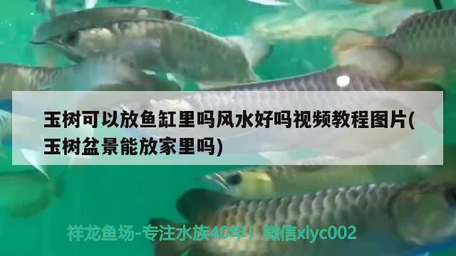 玉树可以放鱼缸里吗风水好吗视频教程图片(玉树盆景能放家里吗) 鱼缸风水