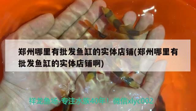 郑州哪里有批发鱼缸的实体店铺(郑州哪里有批发鱼缸的实体店铺啊) 绿皮皇冠豹鱼