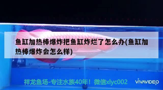 鱼缸加热棒爆炸把鱼缸炸烂了怎么办(鱼缸加热棒爆炸会怎么样) 龙鱼批发