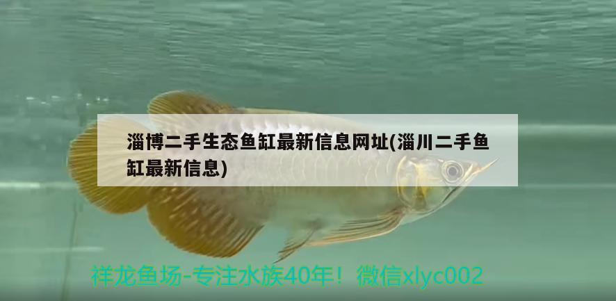 淄博二手生态鱼缸最新信息网址(淄川二手鱼缸最新信息) 大湖红龙鱼