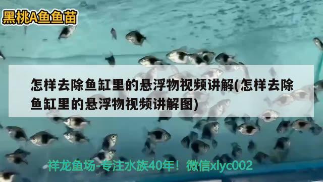 怎样去除鱼缸里的悬浮物视频讲解(怎样去除鱼缸里的悬浮物视频讲解图)