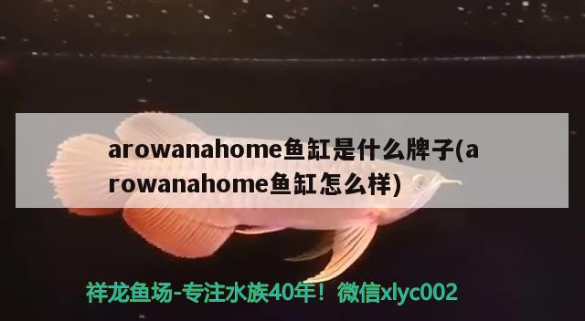 arowanahome鱼缸是什么牌子(arowanahome鱼缸怎么样)