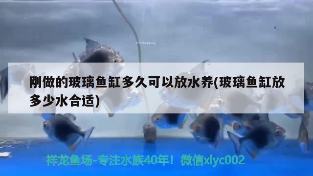 刚做的玻璃鱼缸多久可以放水养(玻璃鱼缸放多少水合适)