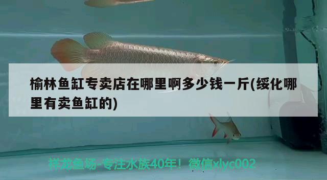 榆林鱼缸专卖店在哪里啊多少钱一斤(绥化哪里有卖鱼缸的) 斑马狗头鱼