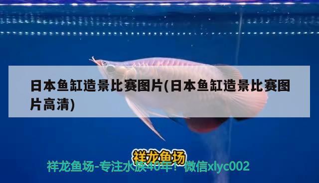 日本鱼缸造景比赛图片(日本鱼缸造景比赛图片高清) 观赏虾蟹等饲料