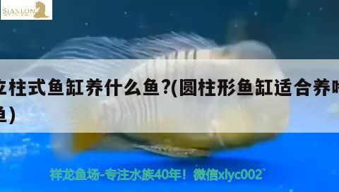 立柱式鱼缸养什么鱼?(圆柱形鱼缸适合养啥鱼)