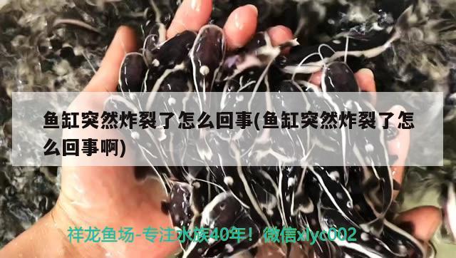 鱼缸突然炸裂了怎么回事(鱼缸突然炸裂了怎么回事啊) 银龙鱼