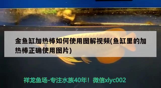 金鱼缸加热棒如何使用图解视频(鱼缸里的加热棒正确使用图片) 非洲金鼓鱼