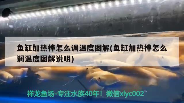 鱼缸加热棒怎么调温度图解(鱼缸加热棒怎么调温度图解说明) 蓝底过背金龙鱼