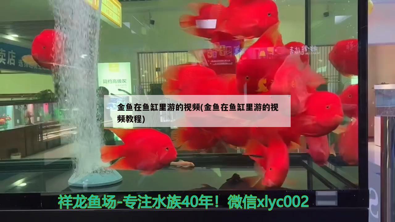 金鱼在鱼缸里游的视频(金鱼在鱼缸里游的视频教程) 斑马鸭嘴鱼