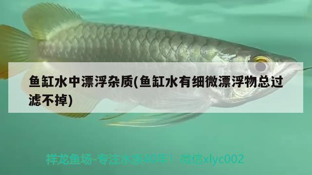 鱼缸水中漂浮杂质(鱼缸水有细微漂浮物总过滤不掉)