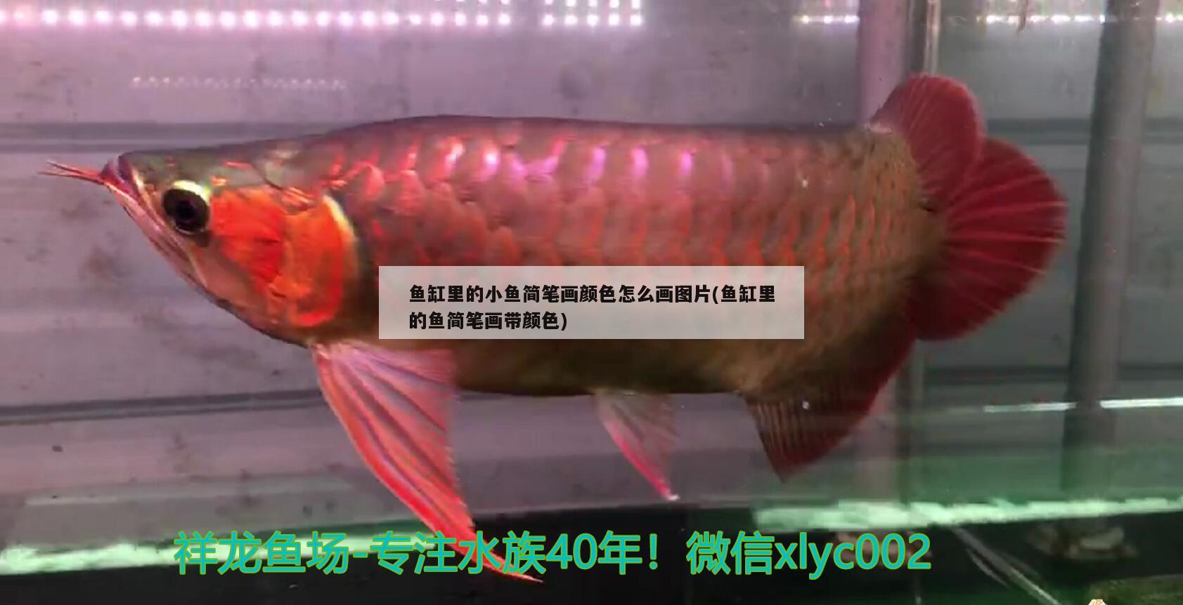 鱼缸里的小鱼简笔画颜色怎么画图片(鱼缸里的鱼简笔画带颜色) 金老虎鱼