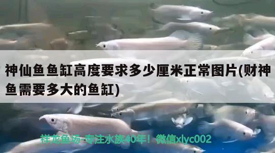 神仙鱼鱼缸高度要求多少厘米正常图片(财神鱼需要多大的鱼缸) 银龙鱼苗