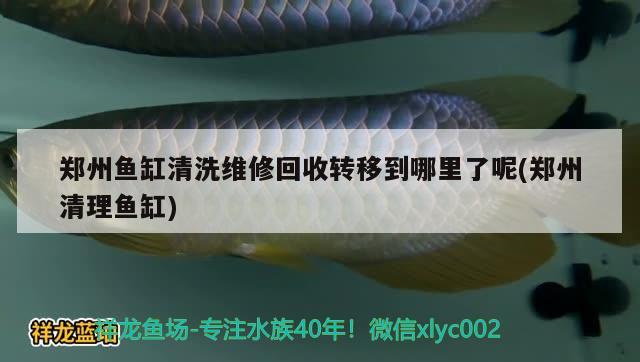 郑州鱼缸清洗维修回收转移到哪里了呢(郑州清理鱼缸) 黑水素