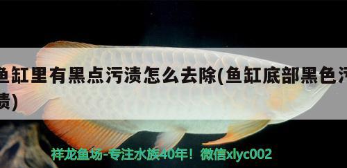 鱼缸里有黑点污渍怎么去除(鱼缸底部黑色污渍) 广州水族批发市场