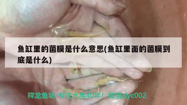 鱼缸里的菌膜是什么意思(鱼缸里面的菌膜到底是什么) 绿皮皇冠豹鱼