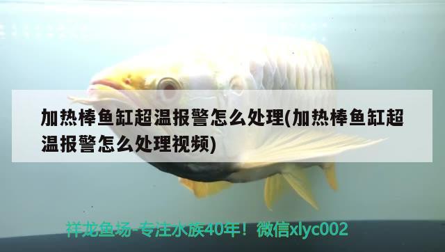 加热棒鱼缸超温报警怎么处理(加热棒鱼缸超温报警怎么处理视频) 元宝凤凰鱼专用鱼粮