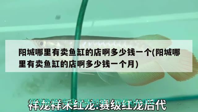 阳城哪里有卖鱼缸的店啊多少钱一个(阳城哪里有卖鱼缸的店啊多少钱一个月) 虎鱼鱼苗