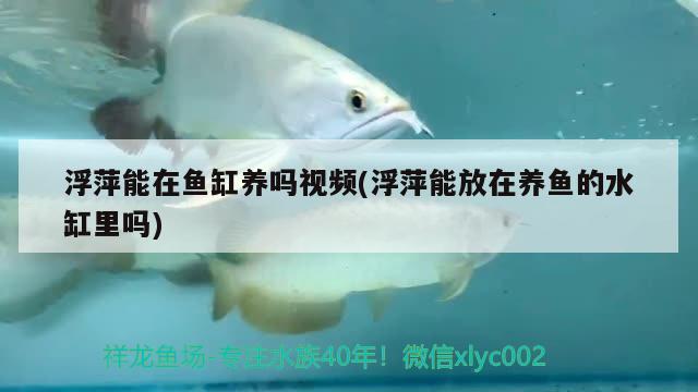 浮萍能在鱼缸养吗视频(浮萍能放在养鱼的水缸里吗)