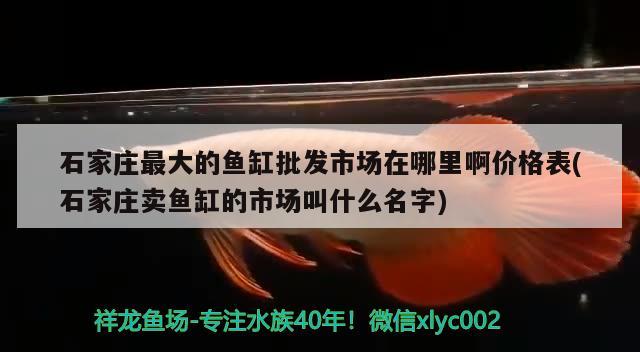 石家庄最大的鱼缸批发市场在哪里啊价格表(石家庄卖鱼缸的市场叫什么名字) 黑云鱼 第3张