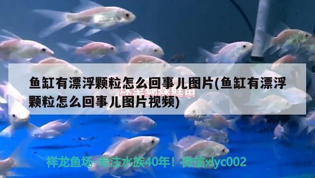 鱼缸有漂浮颗粒怎么回事儿图片(鱼缸有漂浮颗粒怎么回事儿图片视频) 鱼缸清洁用具