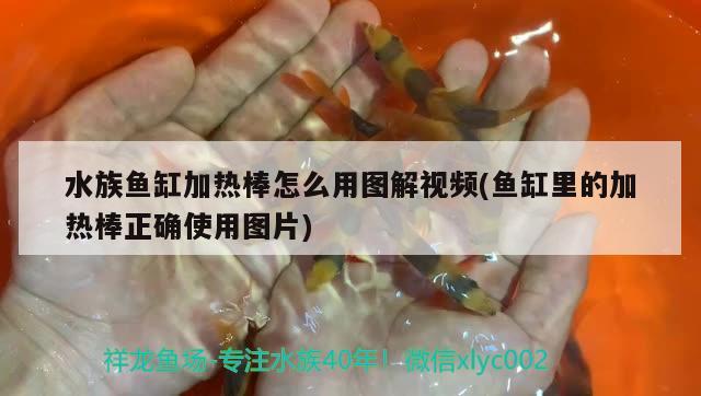 水族鱼缸加热棒怎么用图解视频(鱼缸里的加热棒正确使用图片)