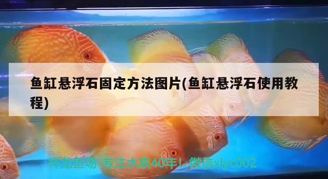 鱼缸悬浮石固定方法图片(鱼缸悬浮石使用教程) BD魟鱼