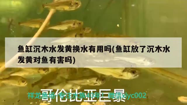 鱼缸沉木水发黄换水有用吗(鱼缸放了沉木水发黄对鱼有害吗) 斑马狗头鱼 第2张