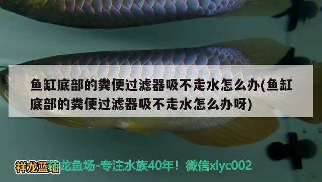 鱼缸底部的粪便过滤器吸不走水怎么办(鱼缸底部的粪便过滤器吸不走水怎么办呀) 大正锦鲤鱼