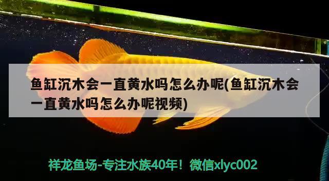 鱼缸沉木会一直黄水吗怎么办呢(鱼缸沉木会一直黄水吗怎么办呢视频)