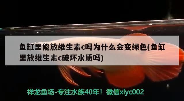 鱼缸里能放维生素c吗为什么会变绿色(鱼缸里放维生素c破坏水质吗)