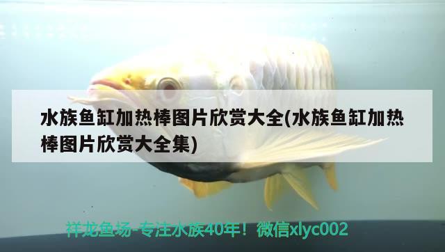 水族鱼缸加热棒图片欣赏大全(水族鱼缸加热棒图片欣赏大全集)