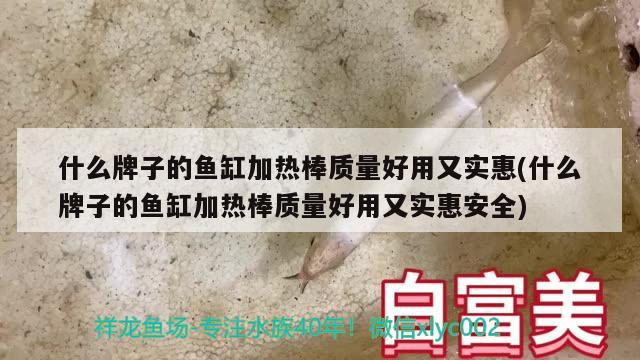 什么牌子的鱼缸加热棒质量好用又实惠(什么牌子的鱼缸加热棒质量好用又实惠安全) 新加坡号半红龙鱼（练手级红龙鱼） 第3张