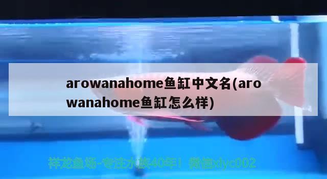 arowanahome鱼缸中文名(arowanahome鱼缸怎么样) 粗线银版鱼苗